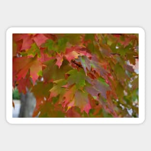 colorful fall maple leaves thanksgiving Magnet
